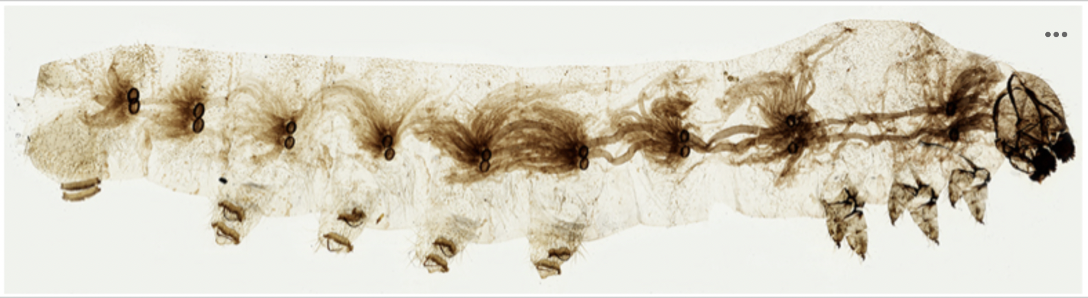 <p><span><strong>The following is an image of respiratory system in the caterpillar of the silk moth. This respiratory system is network of infoldings of the body surface. This respiratory system is called ____.&nbsp;</strong></span></p>