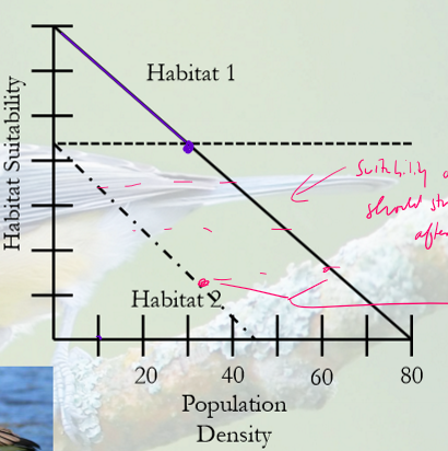 <p><span style="color: rgb(255, 255, 255);">Assume Habitat 1 and 2 represent</span><span style="color: rgb(255, 255, 255);"><br></span><span style="color: rgb(255, 255, 255);">different breeding grounds for</span><span style="color: rgb(255, 255, 255);"><br></span><span style="color: rgb(255, 255, 255);">cackling geese. Both are empty at the</span><span style="color: rgb(255, 255, 255);"><br></span><span style="color: rgb(255, 255, 255);">beginning of the summer. Habitat 1</span><span style="color: rgb(255, 255, 255);"><br></span><span style="color: rgb(255, 255, 255);">begins filling first. At what point will</span><span style="color: rgb(255, 255, 255);"><br></span><span style="color: rgb(255, 255, 255);">individuals start selecting habitat 2?</span><span style="color: rgb(255, 255, 255);"><br></span><span style="color: rgb(255, 255, 255);">When Habitat 1 density is at</span></p>
