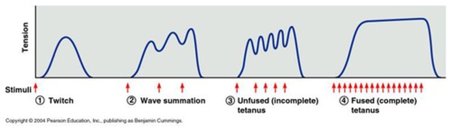 <p>Treppe: full relaxation, increasing tension until plateau</p><p>Wave summation: partial relaxation, overlap of twitches, Ca2+ released faster than removed</p><p>Unfused tetanus: brief, partial relaxation, troponin-tropomyosin saturated by Ca2+, all myosin-binding sites on actin exposed</p><p>Fused tetanus: no relaxation, maximal contraction, continual exposure of actin</p>