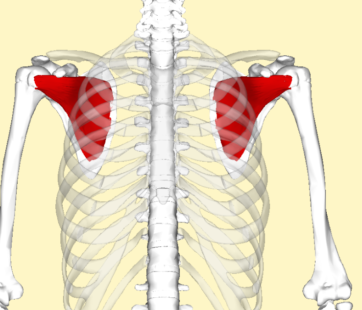 muscular anatomy: subscapularis 