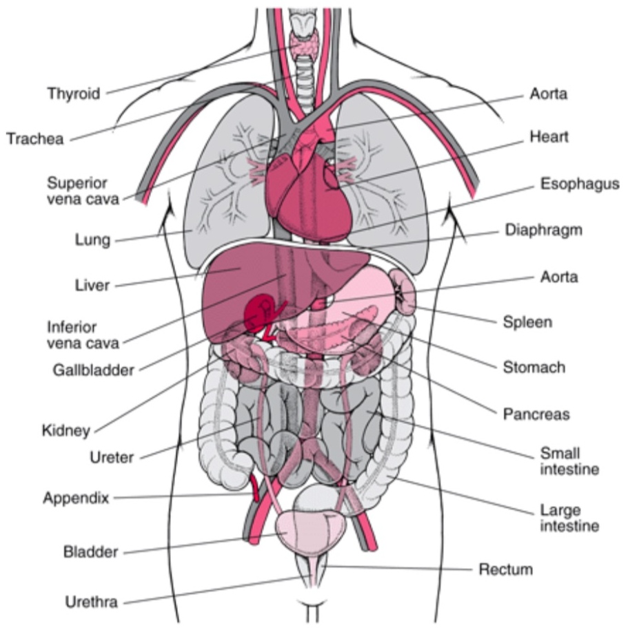 <p>The pancreas is ___ to the liver.</p>