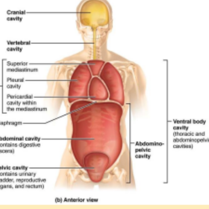 <p>more anterior and larger. </p><p>Contains Thoracic cavity which has the pleural cavities, mediastinum.</p><p>Abdominopelvic cavity - inferior to thoracic. Houses abdominal cavity and pelvic cavity</p>