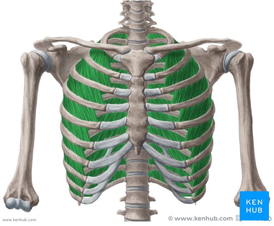 <p>Location:</p><ul><li><p>the spaces between the ribs, spanning the 11 intercostal spaces</p></li><li><p>rib cage</p></li></ul><p></p><p>Function:</p><ul><li><p><strong>help form and move the chest wall</strong></p></li><li><p>assisting in both inhalation and exhalation by elevating and depressing the rib cage</p></li></ul><p></p>
