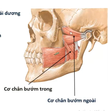 <ol><li><p>Mặt ngoài của mặt ngoài mỏm chân bướm</p></li><li><p>Bao khớp thái dương hàm dưới</p></li><li><p>TK chân bướm ngoài của TK hàm dưới </p></li></ol><p></p>