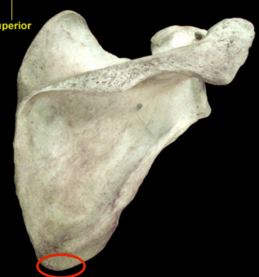 <p>What structure is this?</p>