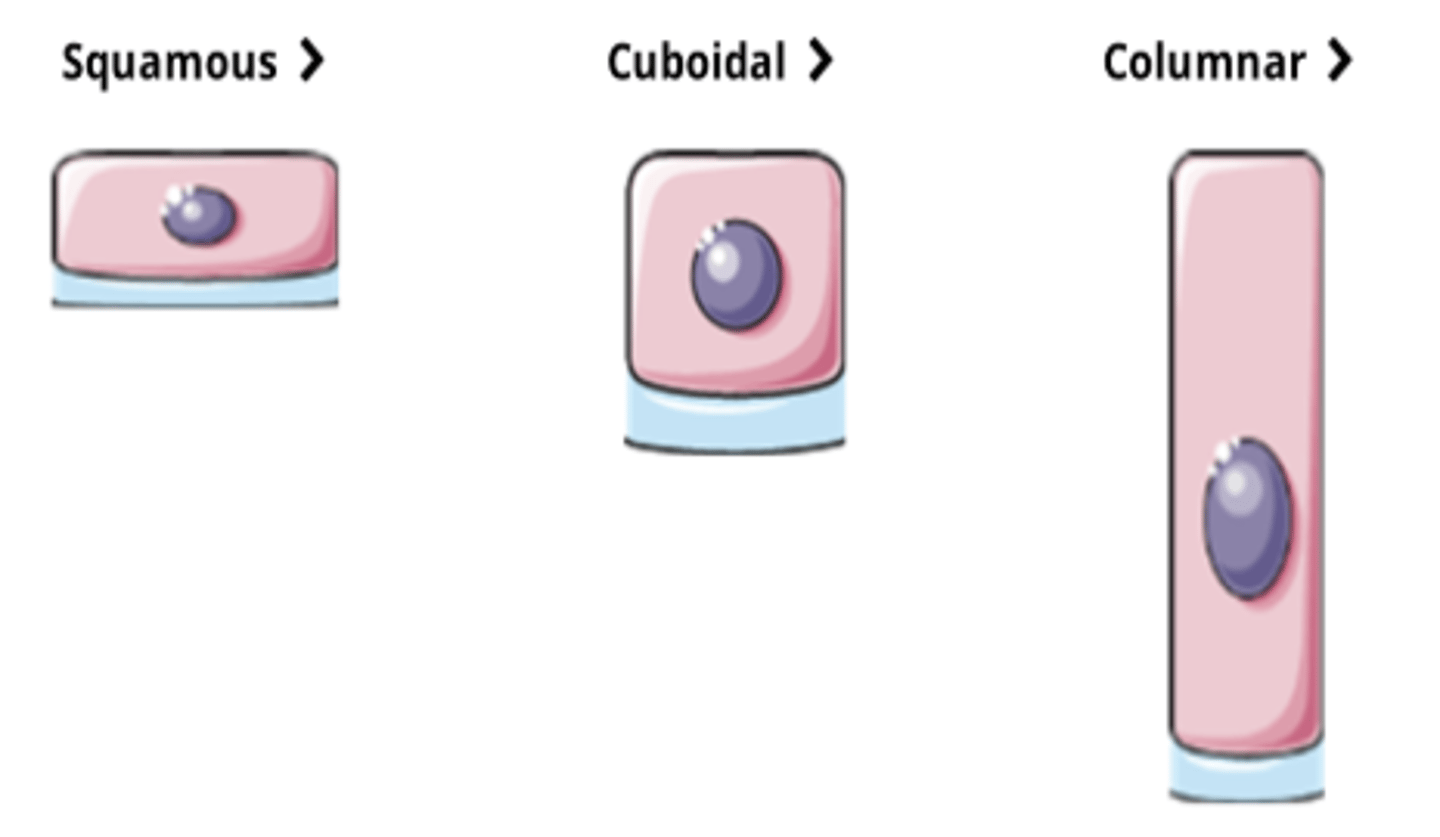<p>- Squamous = Flat (thin), wide, and somewhat irregular in shape</p><p>- Cuboidal = about the same size on all sides; the nucleus is usually centrally located</p><p>- Columnar = taller than they are wide; the nucleus is oval and located in the basal region of the cell</p>