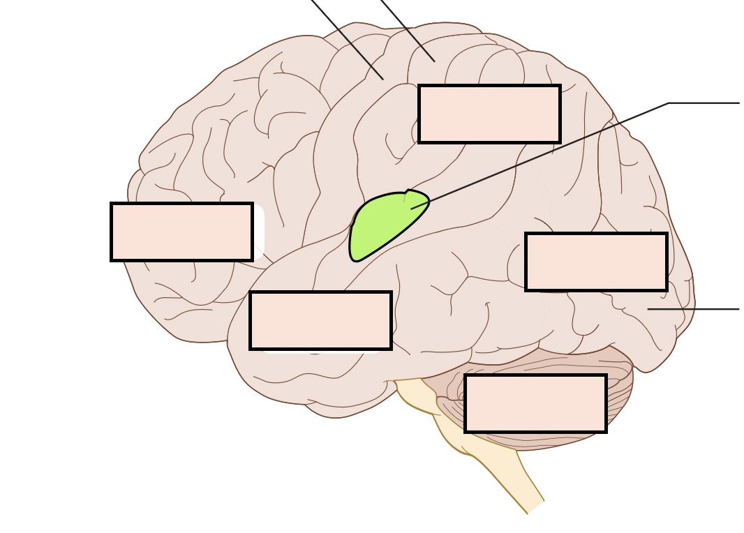 processes information from the ears, primarily from the opposite side of the body (that is, the right hemisphere's auditory cortex processes sounds entering the left ear)