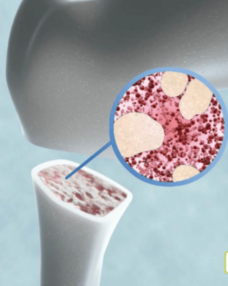 <p>Finnes svært få stamceller i forhold til spesialiserte celler. Behov for nydannelse av celler i alle organer + vev. Får ofte navn etter hvor de isoleres fra. Eks: Beinmargsstamceller (--> dannes blodceller) og nervestamceller (isolert fra hjernen)</p>