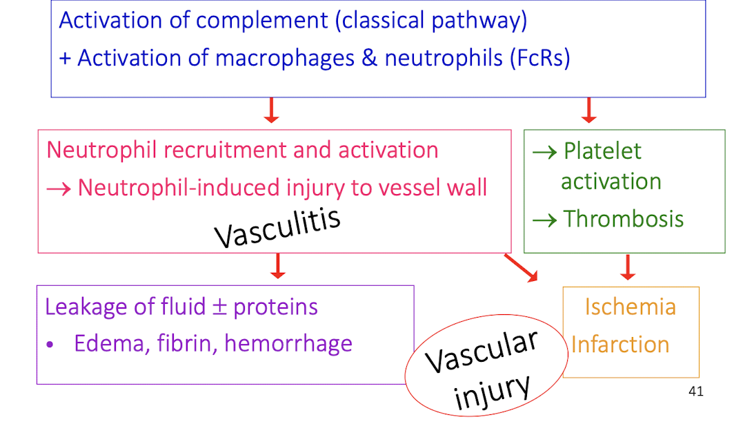 <ol><li><p>activation of complement (classical) and activation of macrophages and neutrophils (FcRs) </p></li><li><p>neutrophil recruitment and activation from injury to vessel wall</p><ol><li><p>leakage of fluid and proteins which causes edema, fibrin, hemorrhage </p></li></ol></li><li><p>platelet activation, thrombosis </p><ol><li><p>ischemia infarction </p></li></ol></li><li><p>vascular injury </p></li></ol>