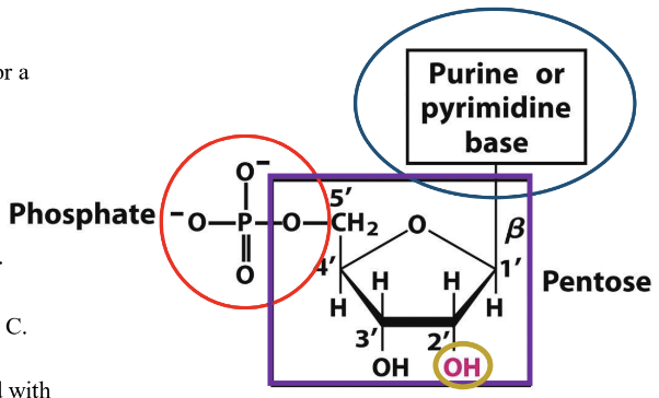 <ul><li><p>A nitrogen-containing base (either a purine or pyrimidine)</p></li><li><p>a pentose (5-carbon sugar, either ribose or deoxyribose)</p></li><li><p>one, two, or three phosphate groups attached at the 5' carbon</p></li></ul><p></p>