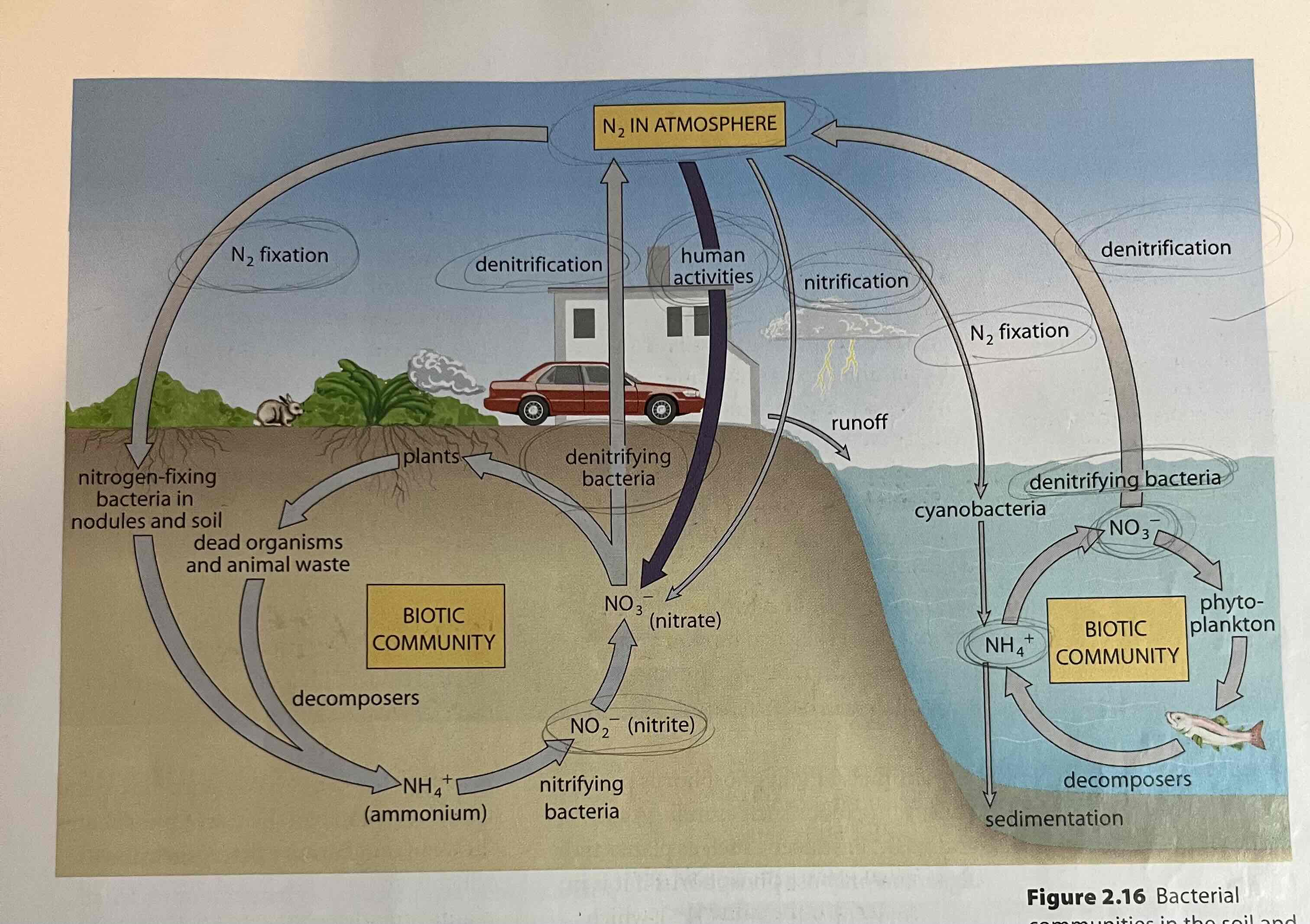 <p>The transfer of nitrogen from the atmosphere to the soil, to living organisms, and back to the atmosphere</p>