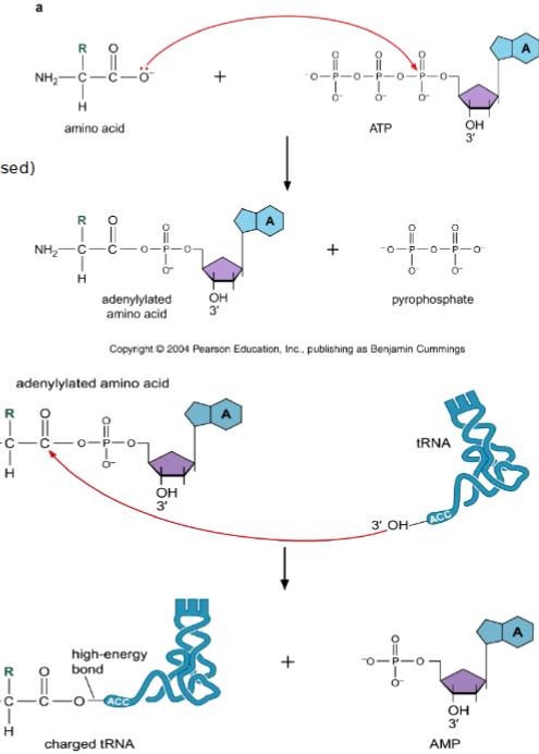 <ol><li><p>adenylylation of amino acid (uses ATP and releases inorganic phosphate PPi)</p></li><li><p>transfer of the adenylylated amino acid to 2’ or 3’ OH of the ribose of the A on (CCA at the 3’ end of tRNA) - charged tRNA</p></li></ol><p></p>