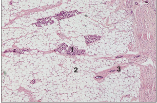 <p>name of histologic slide:</p><p>Specie:</p><p>Parts</p><p>1.__ 2.__ 3.__ </p><p>Stain used:</p>