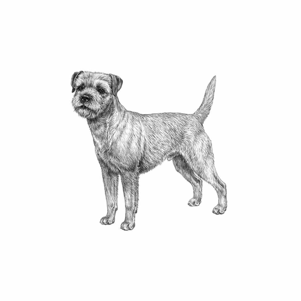 <p>Border terrier</p>