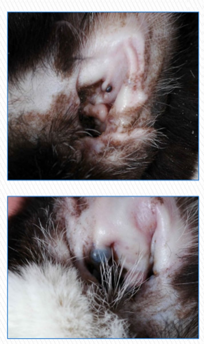 <p>- adult animals</p><p>- solitary, well-circumscribed, smooth, bluish swelling on the concave surface of the pinna or vertical ear canal</p><p>- can be uni/bilateral</p>