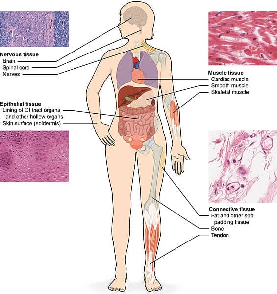 <p><span style="color: rgb(43, 49, 80)">What form of tissue provides support and structure for the organs?</span></p><p></p><p><span style="color: rgb(43, 49, 80)">*serves as the framework of the body, providing support and structure for the organs. Connective tissue is the most abundant, widely distributed, and varied type of tissue. It includes ligaments, tendons, fat, cartilage, bone, bone marrow, and blood. Like the name implies, connective tissues often bind organs together, hold organs in place, cushion them, and fill space.</span></p>