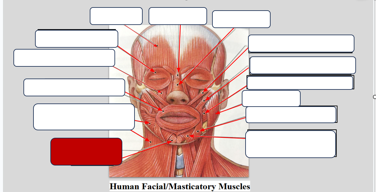 <p>Label the muscle </p>