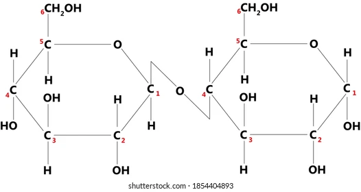 <p>1,4 glycosidic bonds</p>