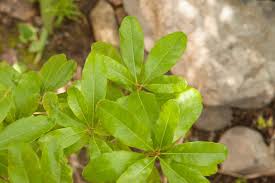 <p><span>Deciduous shrub with aromatic, dark green leaves and grayish-white berries. Used for landscaping and wildlife habitat.</span></p>
