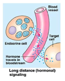 <ul><li><p>Includes: <u>Endocrine signaling</u></p></li><li><p><strong><u>Hormones</u></strong> → Secreted chemicals formed in specialized cells used for long-distance signaling (travel via the circulator system <u><mark data-color="yellow" style="background-color: yellow; color: inherit;">in the bloodstream</mark></u> to target organs and cells)</p></li></ul><p></p>