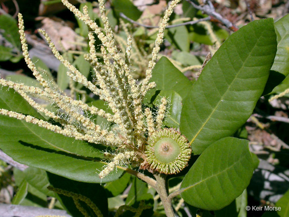 <p>Name this tree (scientific + common name)</p>