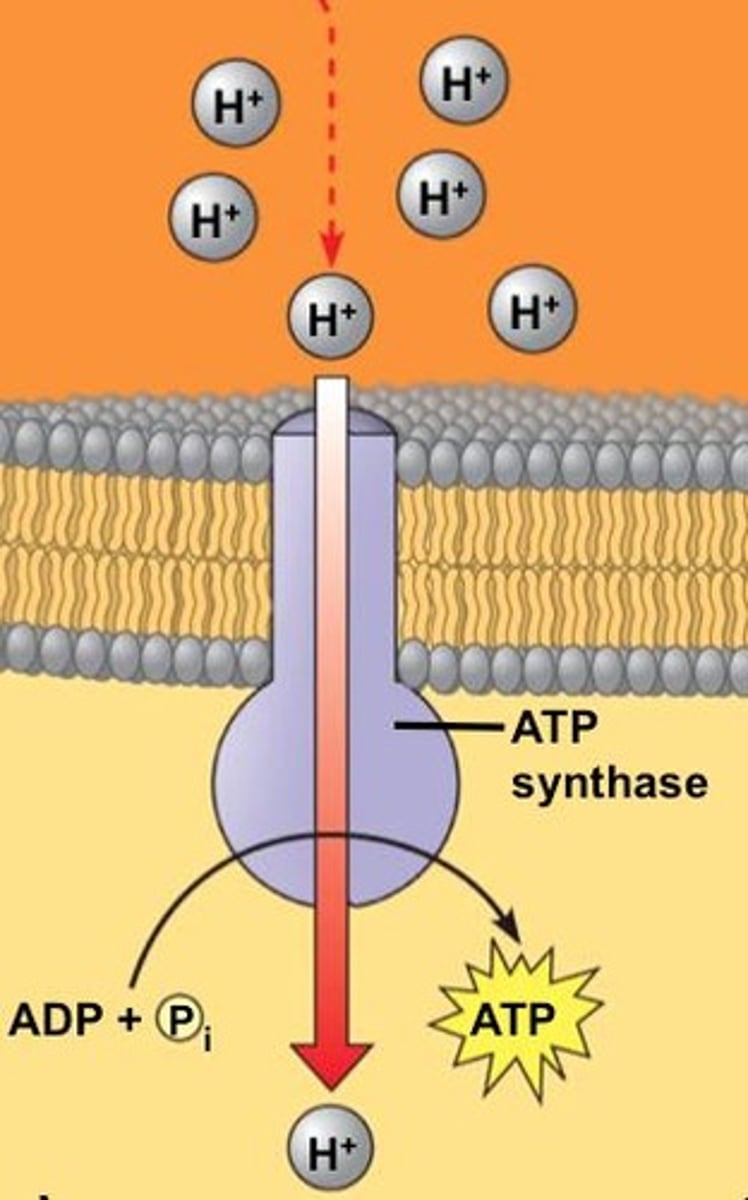 <p>A transport protein that catalyzes the synthesis of ATP from ADP and Pi using the energy from proton movement.</p>