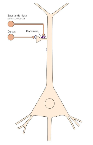 <p>Activation of dopaminergic synapses on the spine shafts of MSN dendrites promote long-term potentiation of glutamatergic synapses on direct pathway neurons and long-term depression of synapses on indirect pathway neurons</p><ul><li><p>Increase/decrease dopamine on certain movements</p></li></ul><p></p>