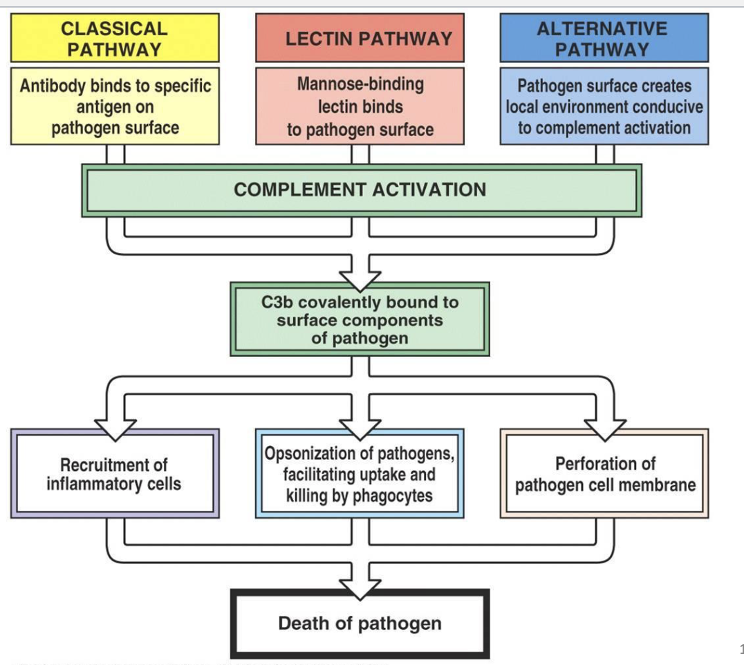 <p>The complement pathway is a part of the innate immune system that helps clear pathogens through opsonization, inflammation, and cell lysis. It involves three activation pathways: </p><p>1. <strong>Classical pathway</strong> (triggered by antibodies bound to pathogens),</p><p>2. <strong>Lectin pathway</strong> (activated by mannose-binding lectin binding to pathogen surfaces), </p><p>3. <strong>Alternative pathway</strong> (spontaneous activation on pathogen surfaces).</p><p><strong>Relation to pneumococcus (Streptococcus pneumoniae):</strong>  </p><p>Pneumococcus can activate the complement system, enhancing opsonization (marking for phagocytosis) and promoting its clearance by immune cells. However, pneumococcus has evolved mechanisms to evade the complement system, such as producing a capsule that inhibits complement binding, which allows it to avoid immune detection and persist in the host, contributing to its virulence.</p>