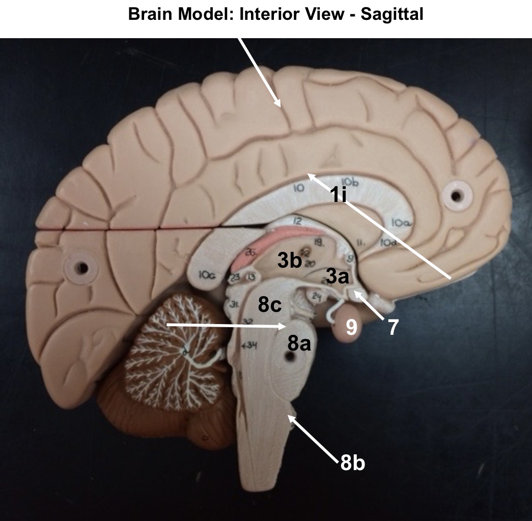 <p>3b</p>
