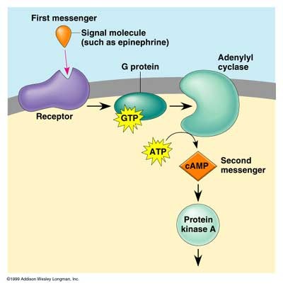 Stop signaling pathway
1. hormone binds to receptor (GPCR)
2. GPCR activates G protein
3. G protein separates and activates or inhibits effector enzyme (adenylate cyclase)
4. adenylate cyclase converts ATP to cAMP
5. cAMP activates protein kinases that modify other proteins
6. cAMP is degraded by phosphodiesterase to stop signaling pathway