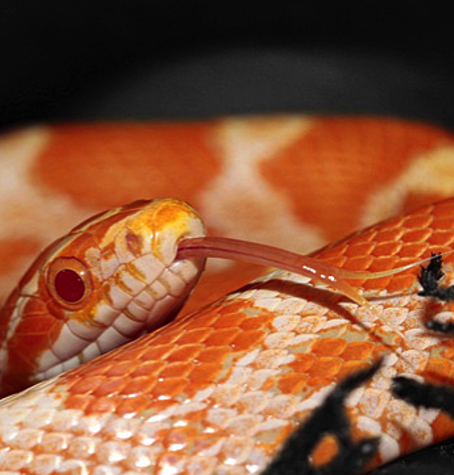 <p><span><span>• Is een niet giftige slang</span></span></p>