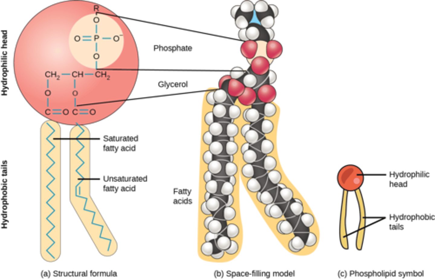 <p>phospholipids</p>