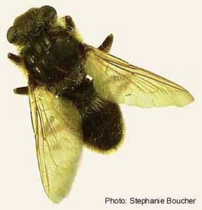 <p>what kind of fly</p>