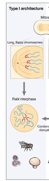 <p>Hi-C defines species specific chromosome architectures</p><p>Tail-Tail, Centromere-Centromere, C-T axis</p><p>passively specified post mitosis</p>