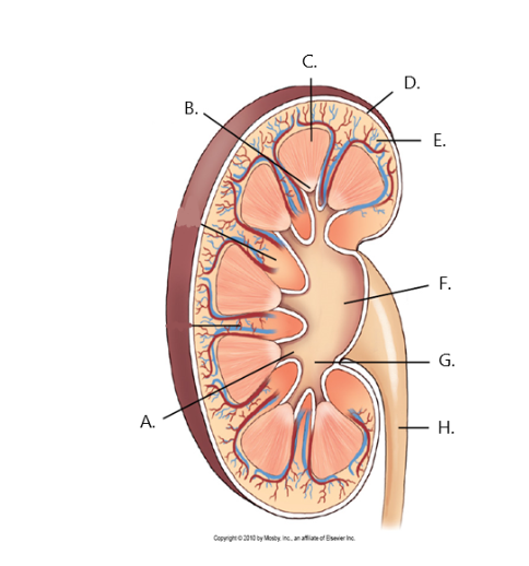 <p>C</p>