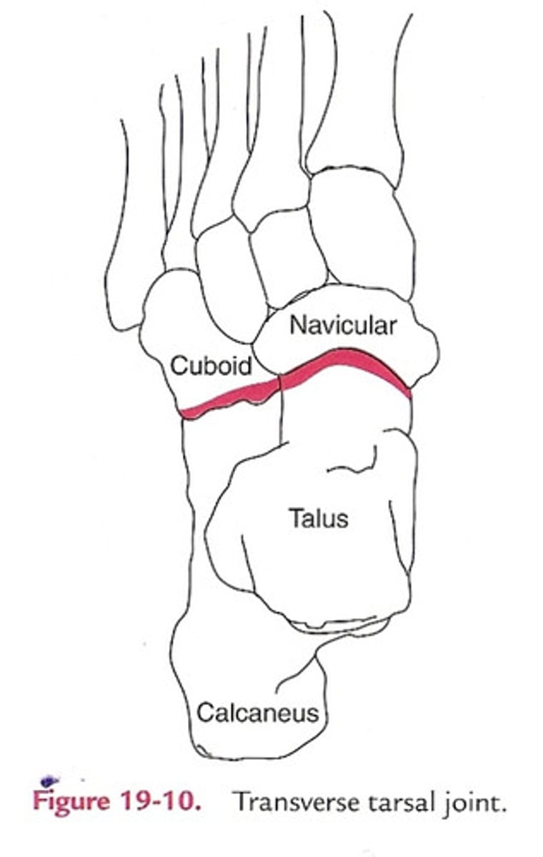 <p>talonavicular</p><p>calcaneo-cuboid</p>