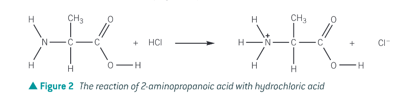 <p>the amine group is basic and reacts with acids to make salts. As such amino acids will also react with acids to form salts. </p>