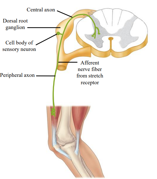 <ul><li><p>Peripheral Axon</p><ul><li><p>The peripheral axon extends from the cell body to the muscle. Acts like the dendrites. </p></li></ul></li><li><p>Central Axon</p><ul><li><p>Extends from the cell body to the CNS. </p></li><li><p>Acts like a normal axon and makes contact with other axons on interneurons. </p></li></ul></li><li><p>Dorsal Root Ganglion</p><ul><li><p>The cell body of the neuron is located here.</p></li></ul></li></ul><p></p>