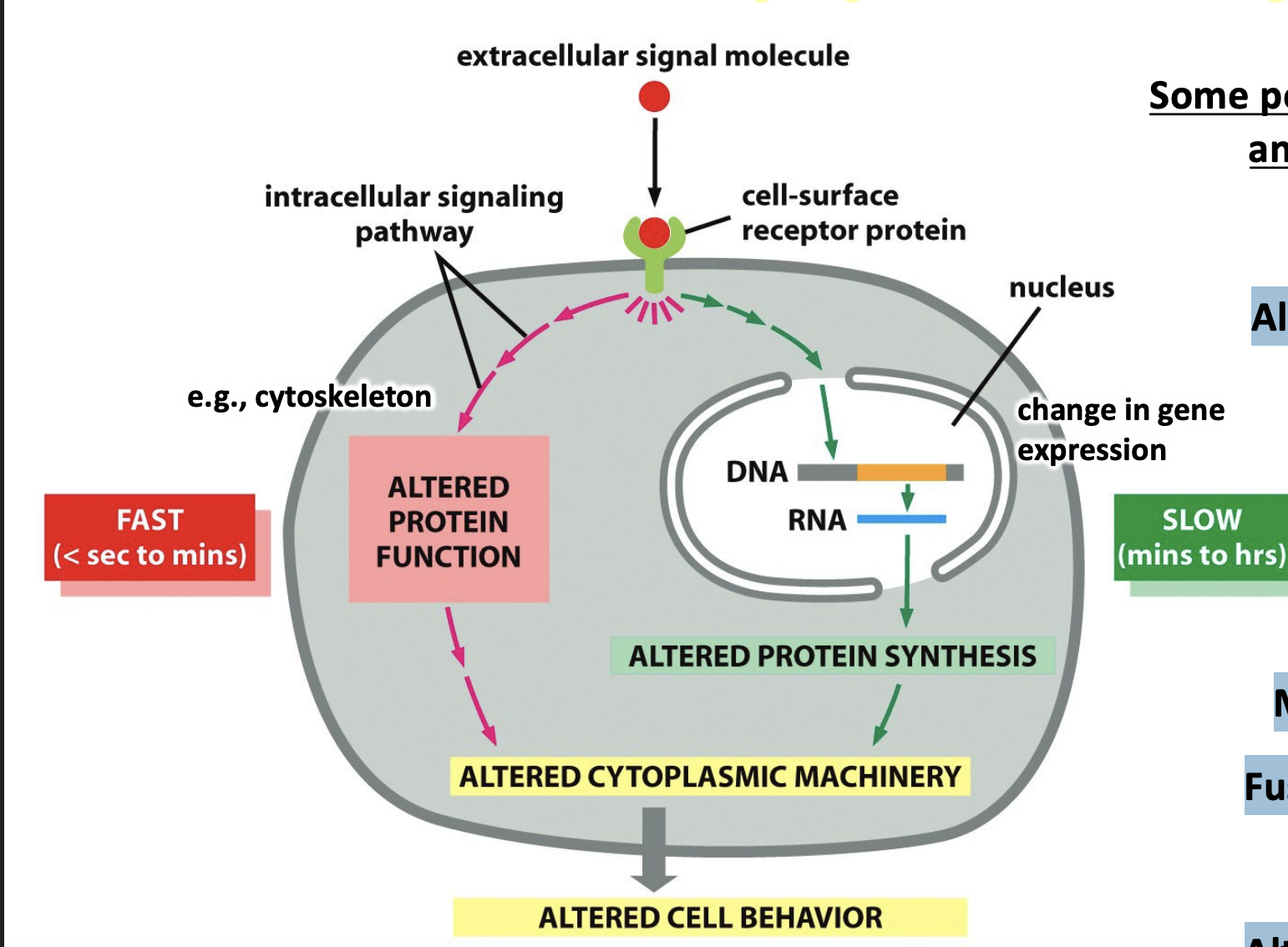 <p>Responses to a signal may vary according to the cell type because each cell only expresses a subset of receptors</p><ul><li><p>e.g, Alter metabolism, Alter gene expression, Survive/die, Move/change shape, “Fire”, Proliferate (enter S phase), Alter ion permeability, Secrete something, Fuse with another cell</p></li></ul><p></p>