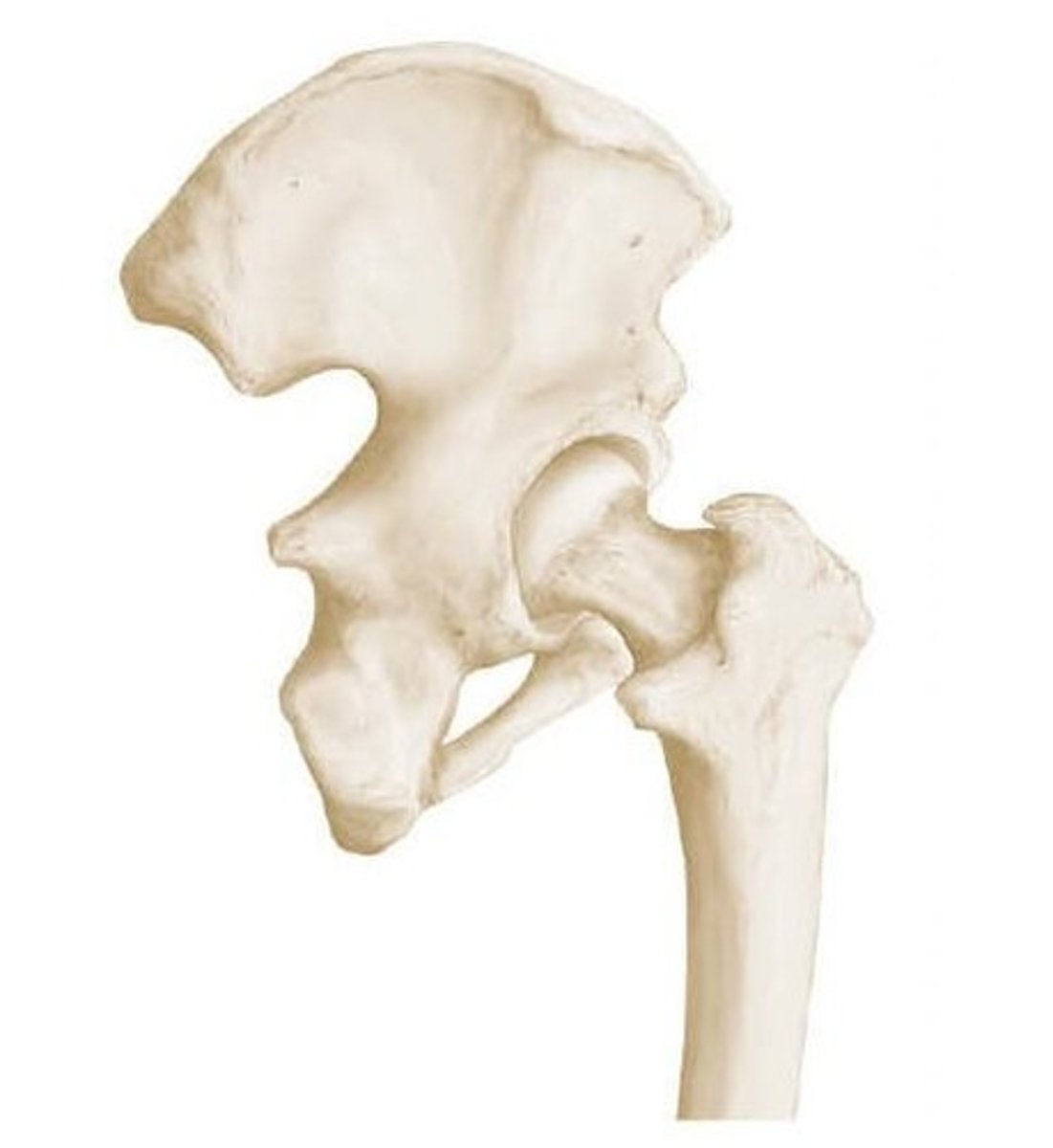 <p>Shoulder and hip joints</p>