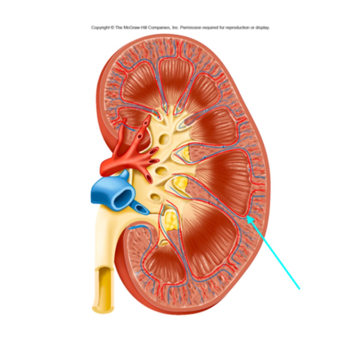 <p>What structures of the kidneys are located where the blue arrow is pointing?</p>