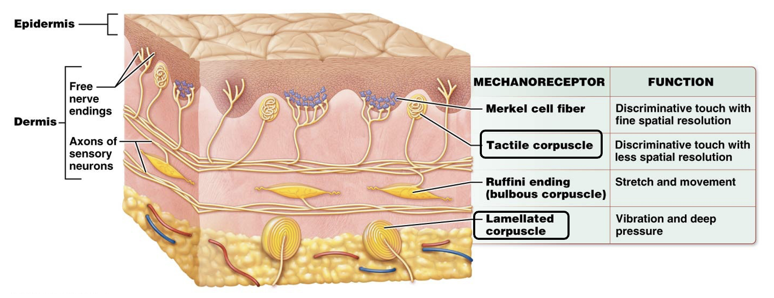 <p><span>Meissner's corpuscles and Pacinian corpuscles</span></p>