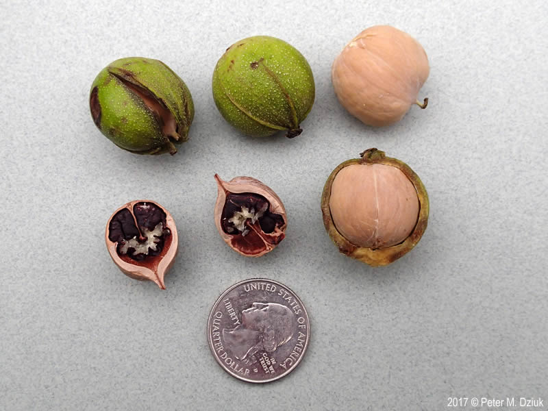 <p><span>Nut nearly globose but slightly flattened, 1 inch</span><br><span>long, partially dehiscent at the middle to the sharp-pointed tip, thinnest husk</span></p>
