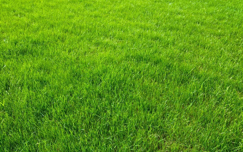 <ul><li><p><strong>grass</strong> → cỏ</p></li></ul><p></p>