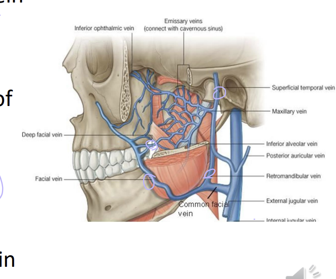 <p>pterygoid plexus can drain into the maxillary veins</p><p>sphenomandibular ligament and the neck of the mandible</p><p>joins the superficial temporal vein</p><p>joins with the superficial temporal vein - forms the retromandibular veins</p>