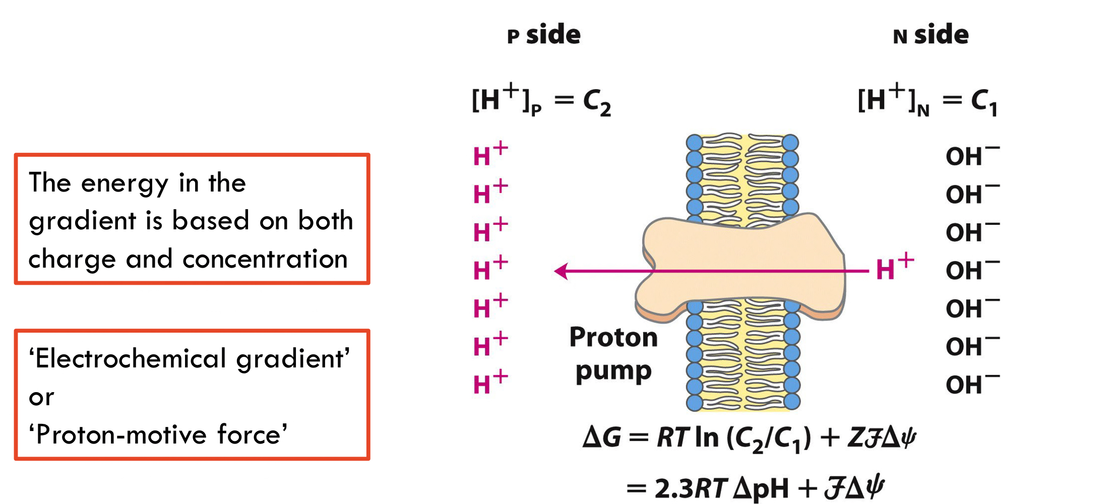 <ul><li><p>Local pH is important</p></li><li><p><strong>Proton motive force</strong> has a charge and [component]</p></li><li><p>Energy in the gradient is based on both charge, conc, chemical and electrical gradient</p></li><li><p>2 components come together to make free energy in gradient that much greater</p></li></ul>