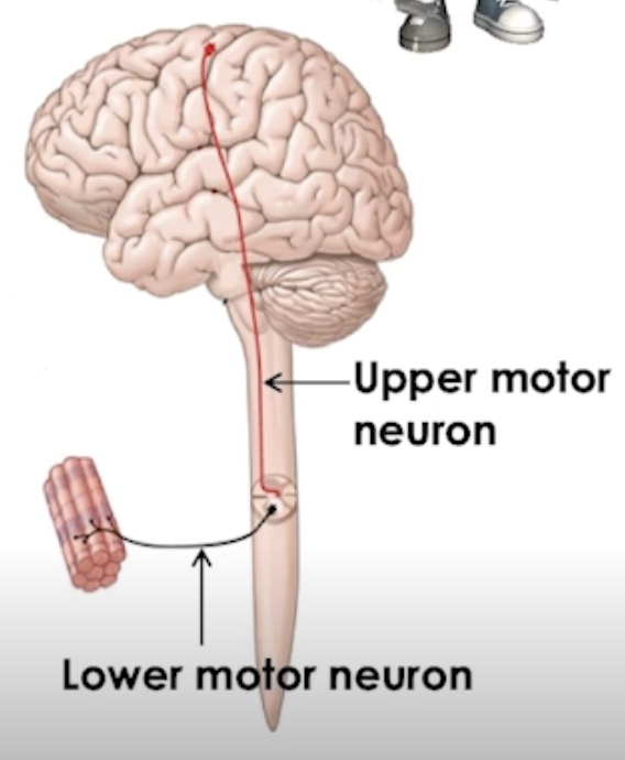 <ol><li><p>Lateral corticospinal</p><ul><li><p>Upper motor neurons: somatic motor output from <strong>PMC to anterior gray horn </strong></p><ul><li><p>Descending spinal cord in tract </p></li></ul></li><li><p>Lower motor neurons: Somatic motor output to skeletal muscles of limbs</p><p></p></li></ul></li><li><p>Anterior corticospinal</p><ul><li><p>Upper motor neurons: somatic motor output from <strong>PMC to anterior gray horn</strong></p><ul><li><p>Descending spinal cord in tract</p></li></ul></li><li><p>Lower motor neurons: Somatic motor output to axial muscles</p></li></ul></li></ol><p></p>