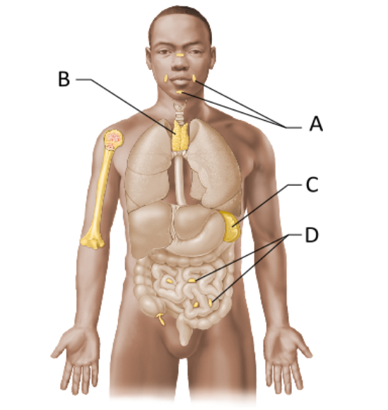 <p>Which lymphoid organ extracts aged and defective blood cells and platelets from the blood in addition to storing some of the breakdown products for later reuse?</p>