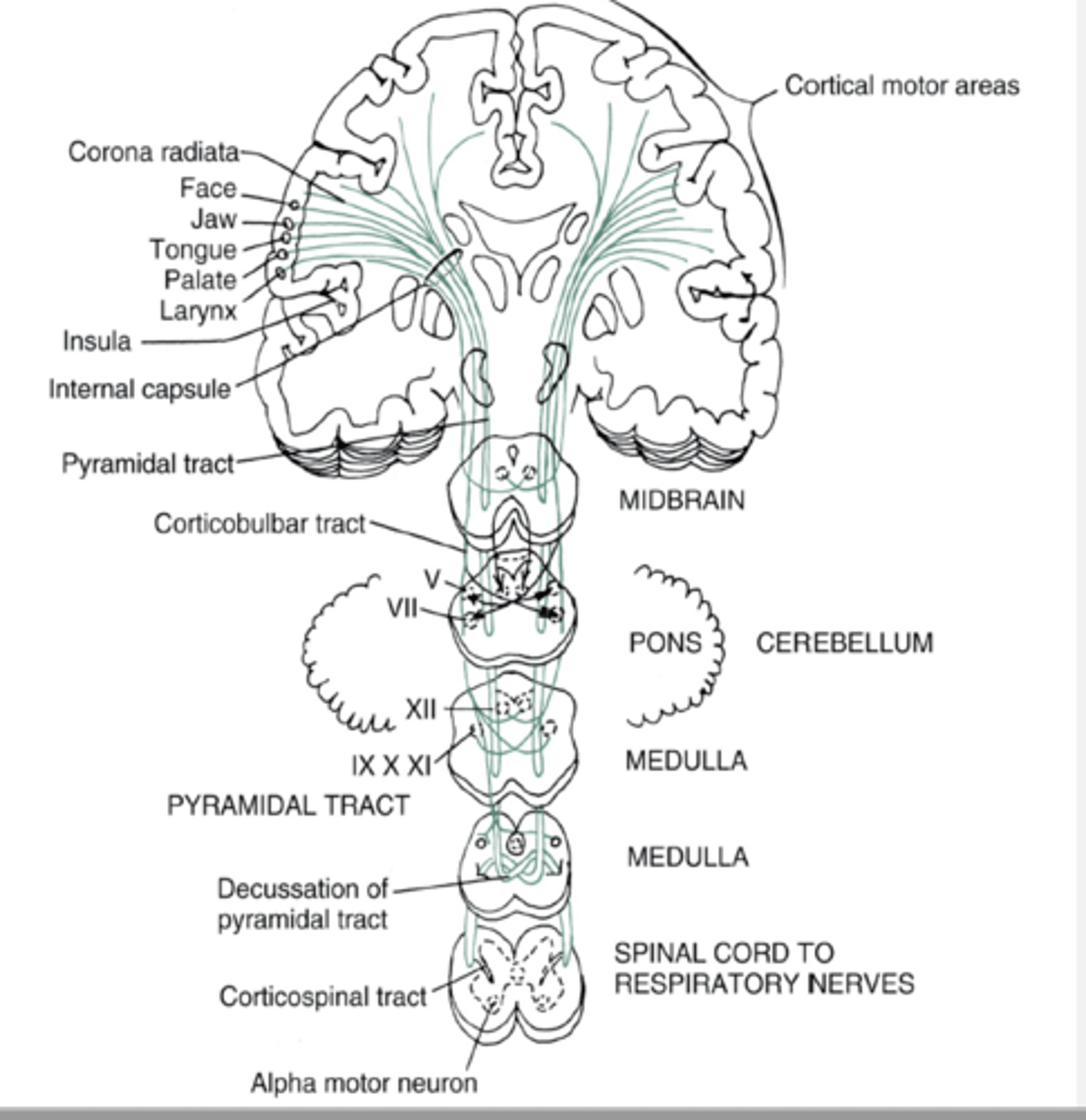 <p>Projections from the cortex</p>