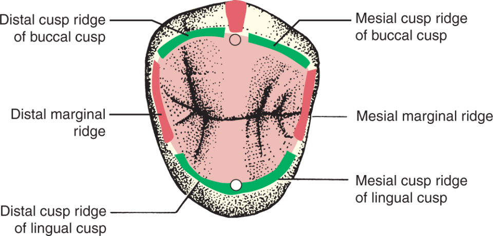 <p>rounded borders of the enamel that form the mesial and distal margins of the occlusal surfaces of <strong><u>POSTERIOR</u></strong> and the mesial and distal margins of the lingual/palatal surfaces of <strong><u>ANTERIOR</u></strong> teeth</p>